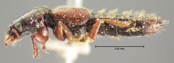 Media type: image;   Entomology 6532 Aspect: habitus lateral view